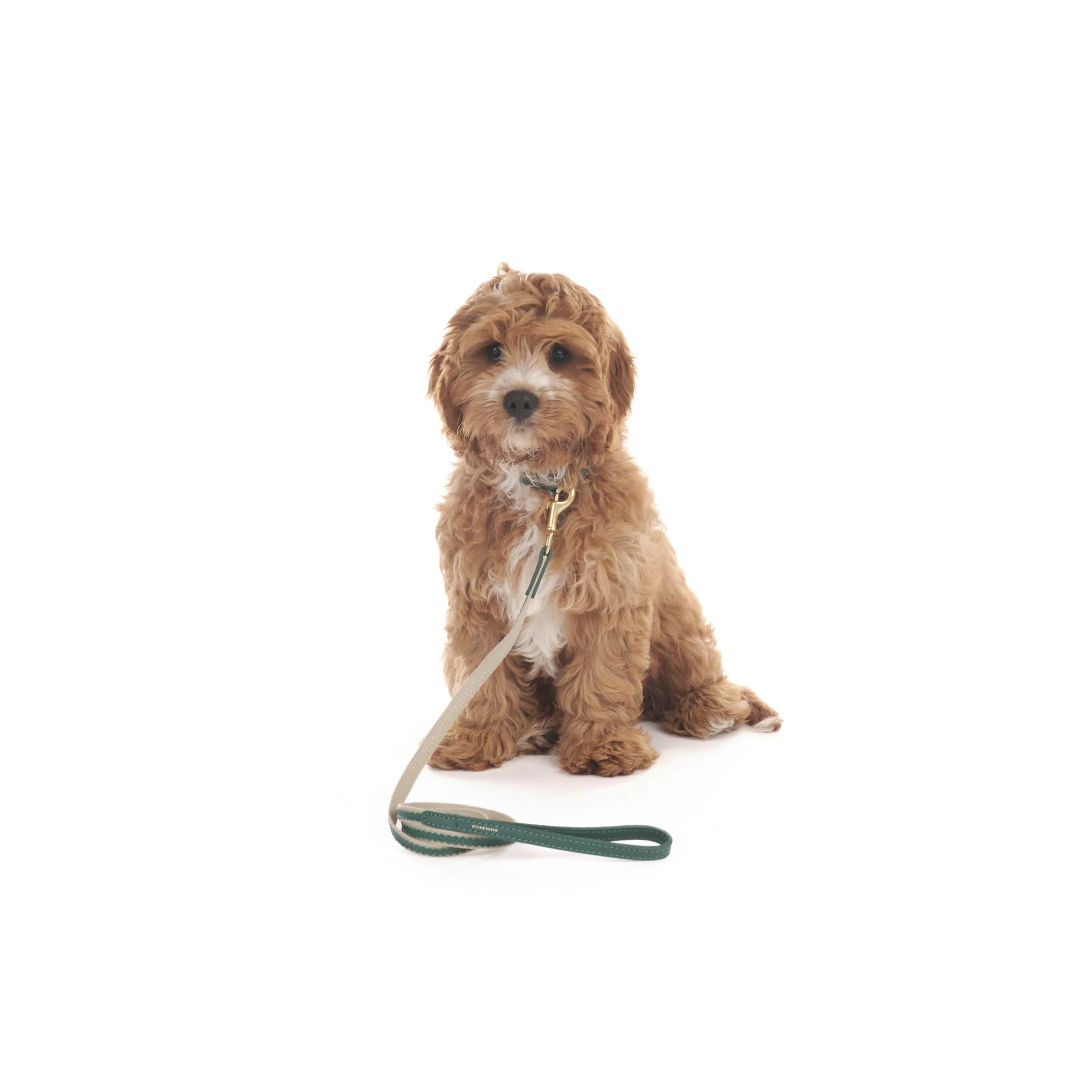 Bonbon Dog Collar