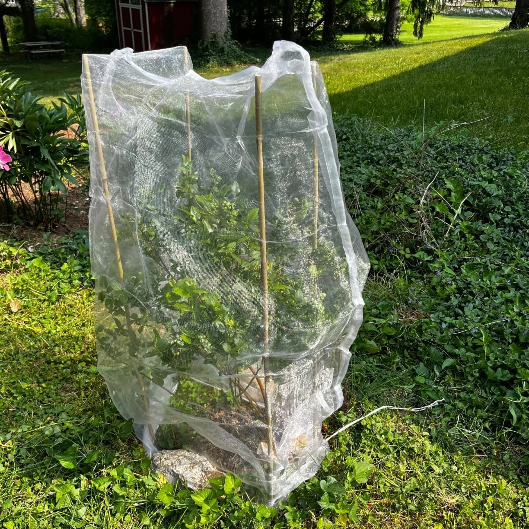 EnviroBug Tree Defender – Fruit Tree Netting for Bird and Insect